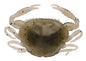 Berkley Gulp!® Saltwater Peeler Crab â€“ 1109390.jpg