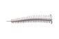 Berkley Gulp!® Saltwater Sandworm â€“ 1455572.jpg